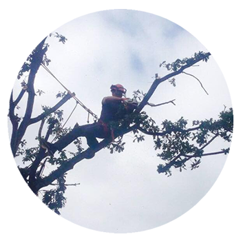 Tree Care in Southampton, Hampshire